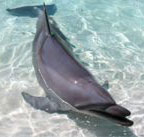 Marine-Mammals.jpg