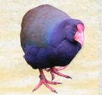 Wildlife Clinic.jpeg