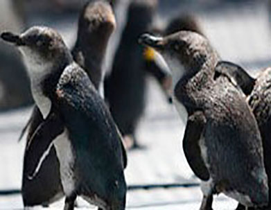 penguin.jpg