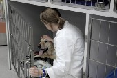 Careers information for vet students