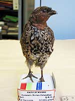 quail-NZ-extinct.jpg
