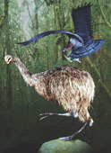 moa