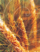 wheat