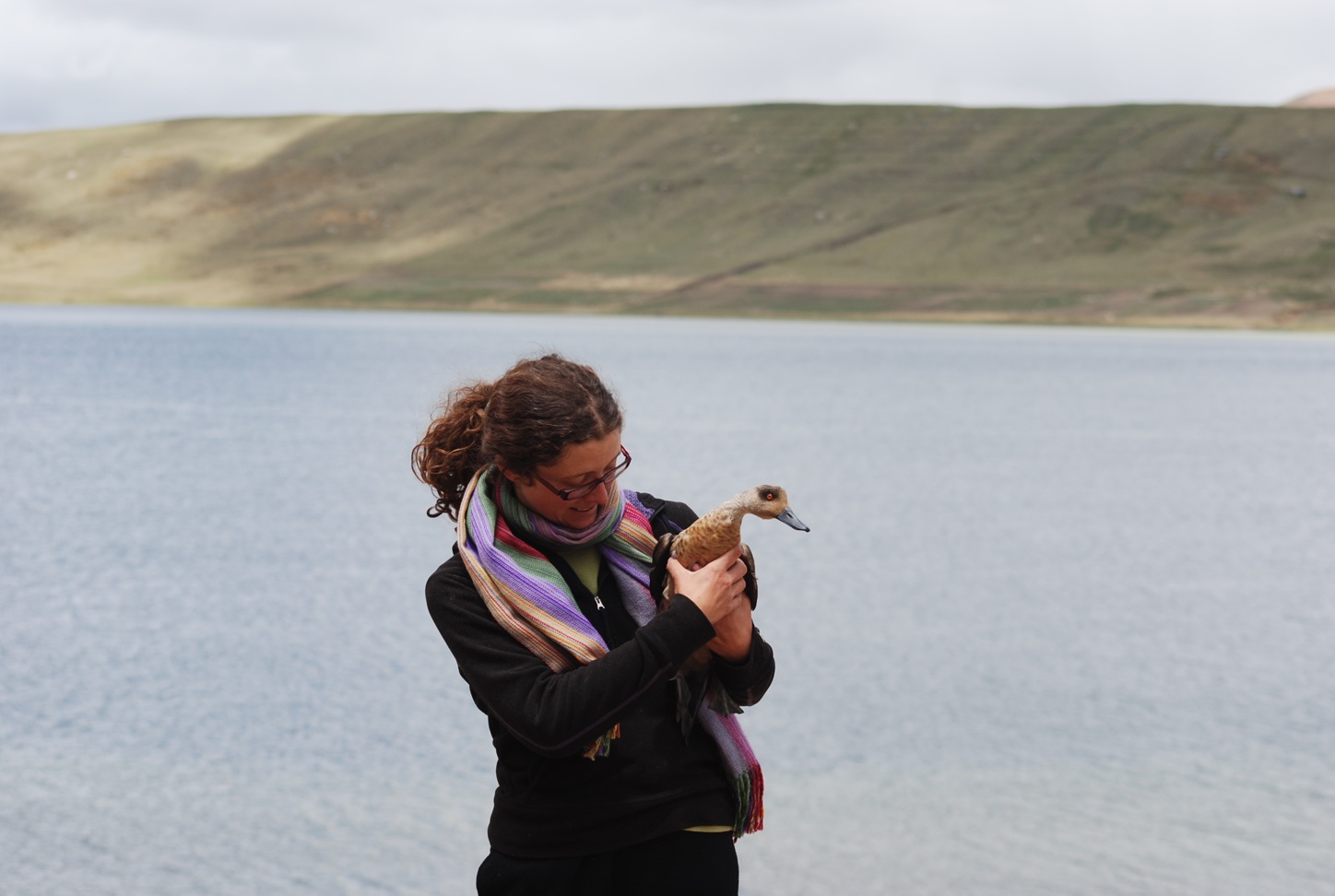 mariana with a crested duck
