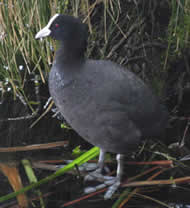colombian coot?