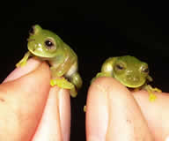 Colombian frogs