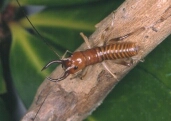 northlandtuskweta