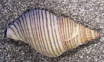whelk