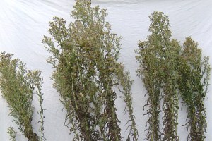 Broad-leaved fleabane flowering stems
