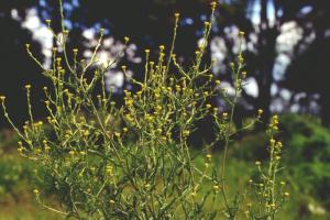 hedge mustard N1.jpg