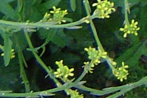 hedge mustard N3.jpg