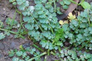 parsley dropwort N2.jpg