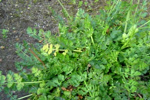 parsley dropwort N3.jpg