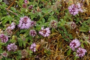 Pennyroyal in pasture