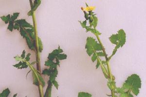 Sow thistle plants