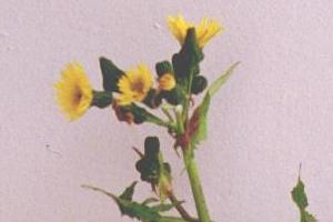 Sow thistle flowers