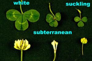 Suckling clover vs others