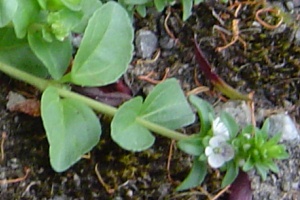 Turf speedwell leaves and flowers