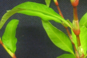 Water pepper leaf showing ochrea