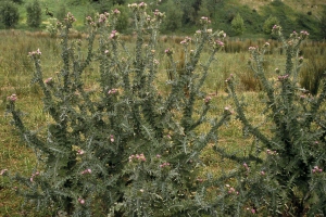 Winged thistle plants