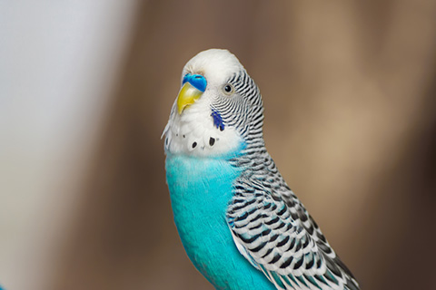 Blue and white budgie