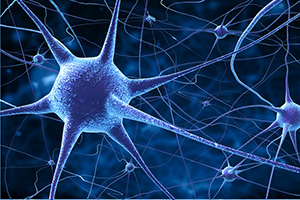 Neural networks focus on neurons