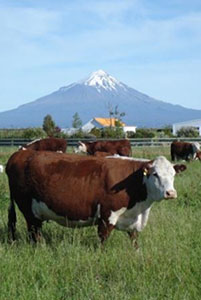 mountain-cow1.jpg