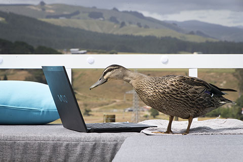 A duck looking at a laptop screen