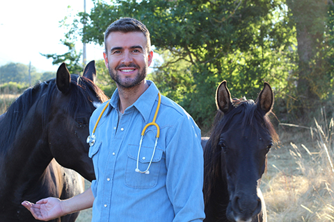 Male veterinarian with horses