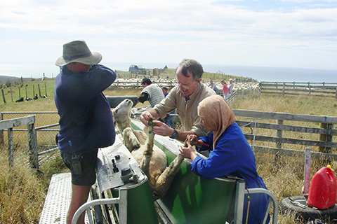 Epi students examining sheep hooves on farm