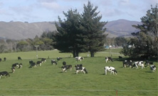 Cows-grazing.jpg
