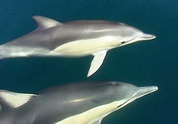 common_dolphins.jpg