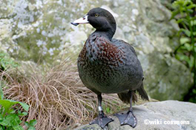 Whio, native New Zealand blue duck