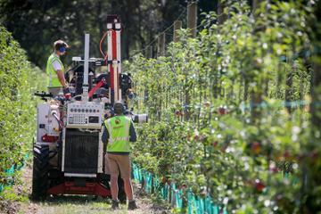 Could robot harvesters be the way forward for New Zealand’s apple industry?