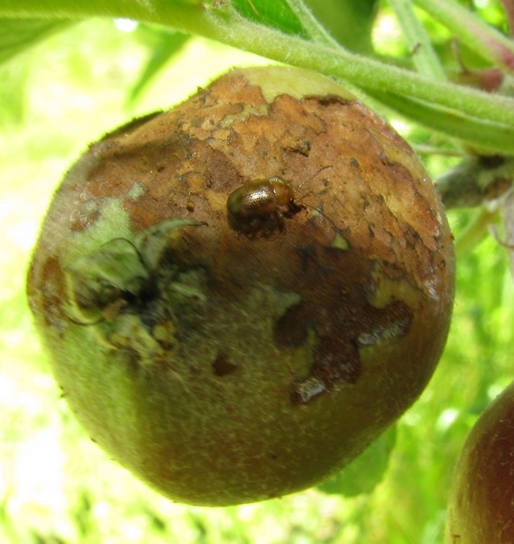 Bronze beetle damaging apple fruit