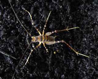 cave weta