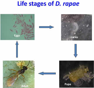 D. rapae