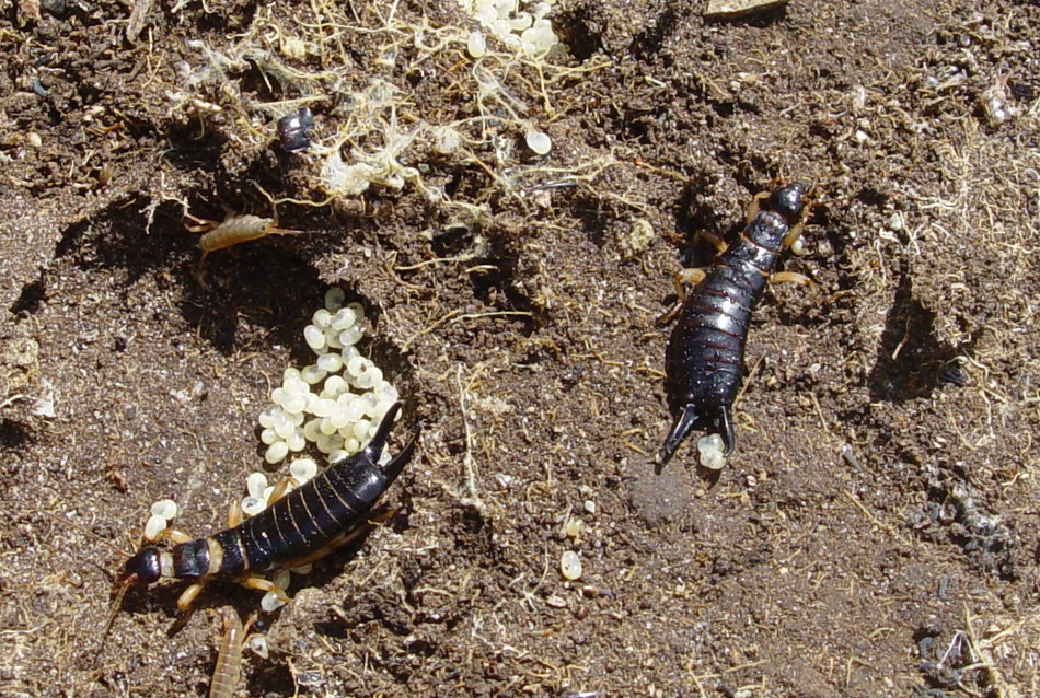 Earwigs
