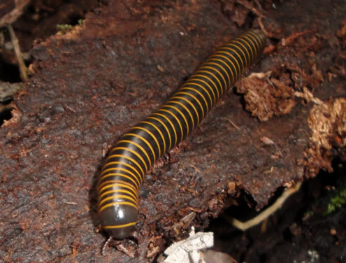 millipede