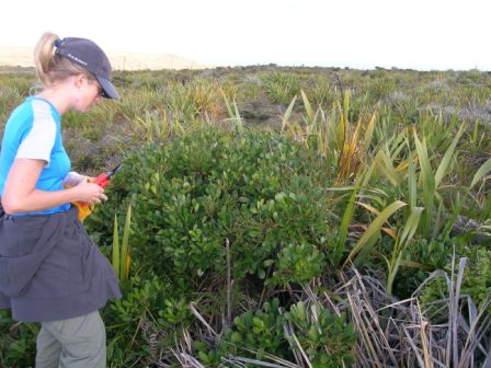Pseudopanax lessonii