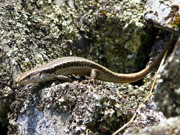 Skink