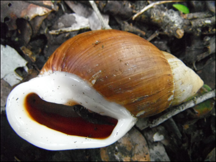 Description: DSCF0569.JPG