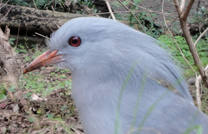 kagu