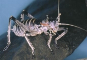 Alpinescreeweta
