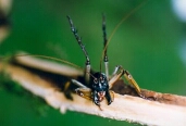 Tree Weta
