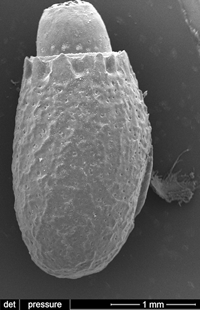 close up of stick insect egg